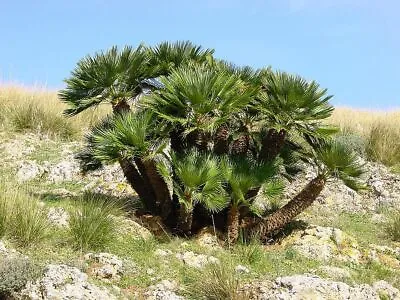 10 Seeds Chamaerops Humilis Palm Tree Dwarf Doum • £30.18