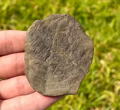 Mazon Creek Fossil Fern Fossil Illinois Plant Leaves Trilobite Age • $5.99