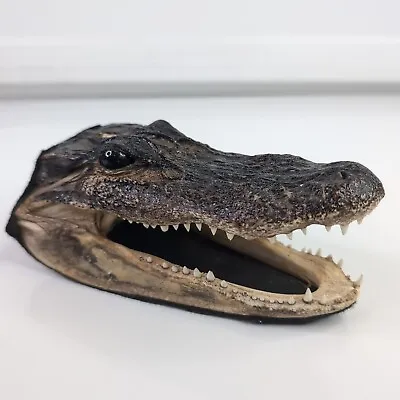 Genuine Baby Alligator Skull Head Taxidermy Real Gator Sharp Teeth  Scary • $18.50