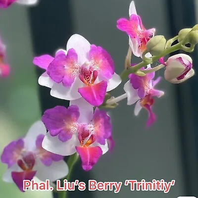 Phalaenopsis Liu's Berry  Trinitly” - Fragrant • $28