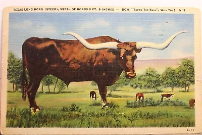 Texas TX Long Horn Steer Postcard Old Vintage Card View Standard Souvenir Postal • $0.50