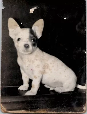 Cute Cuddly French Bulldog Puppy Pets Dog Animals Americana 1930s Vintage Photo • $14.99