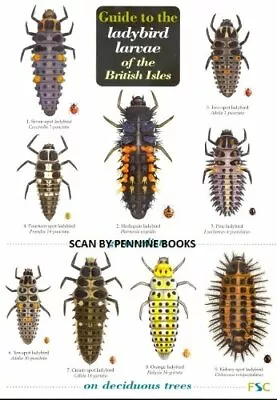 Guide To The Ladybird Larvae Of The British Isl. Brown Roy Comont Poland** • £7.65
