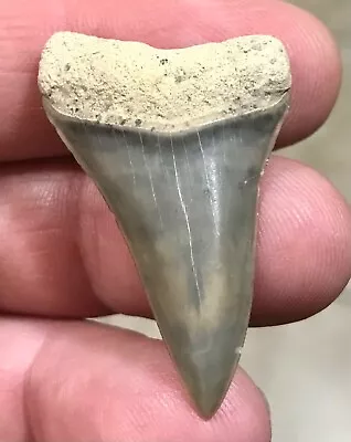 AWESOME - S.W.FLORIDA LAND FIND - 1.66” X 1.03” Mako Hastalis Shark Tooth Fossil • $15