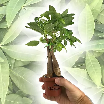 Money Tree Braid - Live Plants In 3 Inch Growers Pots - Pachira Aquatica • $21.81