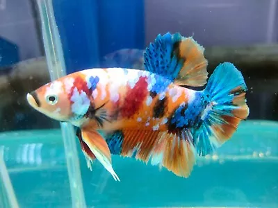 Live Betta Fish Giant  Multicolor GalaxyHMPK Male Real Picture • $23.21