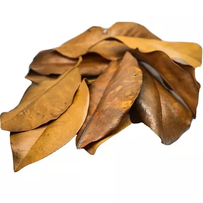 Magnolia Leaf Litter - 2 Gallon Bag HEAT TREATED/ORGANIC *FREE SHIPPING* • $22.45