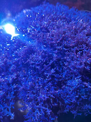 Blue Ochtodes Macroalgae • £14.99