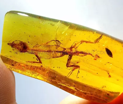 Burmite Amber Fossil - SC2508 4cm Complete Lizard Skelton In Museum Quality • $55999