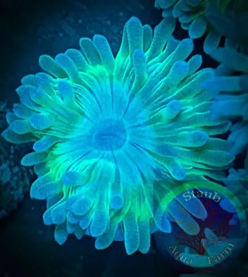 SAF~”WYSIWYG” Duncan Coral Frag LPS SPS Live Colony Dendro Whisker Coral • $14.99