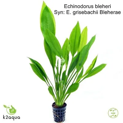 £4.99 • Buy Echinodorus Bleheri ( Grisebachii Bleherae ) Amazon Sword  Live Aquatic Plant