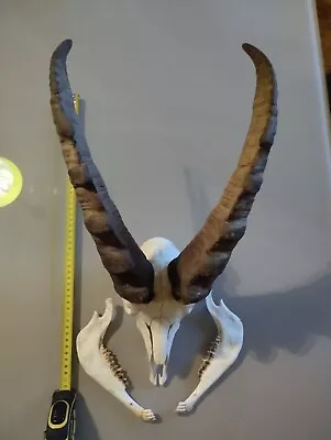 Rare Hunting Horns And Complete Skull Of European Alpine Ibex Taxidermy Antlers • $999