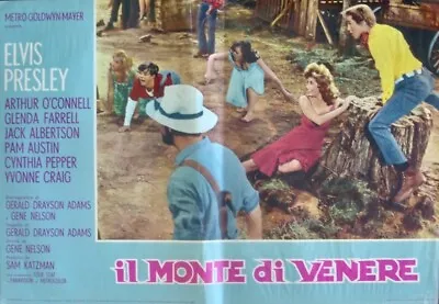KISSIN' COUSINS ELVIS PRESLEY Italian Fotobusta Movie Poster 1964 • $125