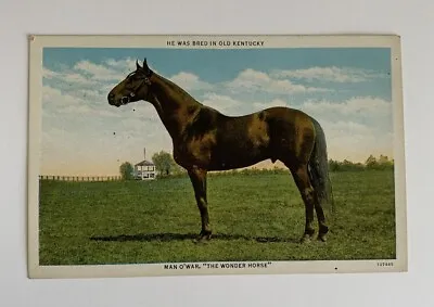 Vintage Postcard Man O’ War “The Wonder Horse” Kentucky Bred • $12.99