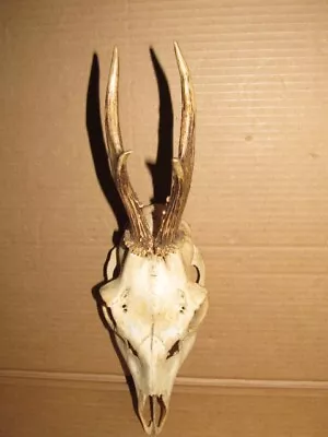 Vintage Old Deer Antlers Roe Skull Taxidermy #2 • $19.99