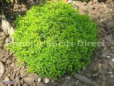 £1.29 • Buy HERB  THYME THYMUS VULGARIS  2 Gm ~ 7000 SEEDS