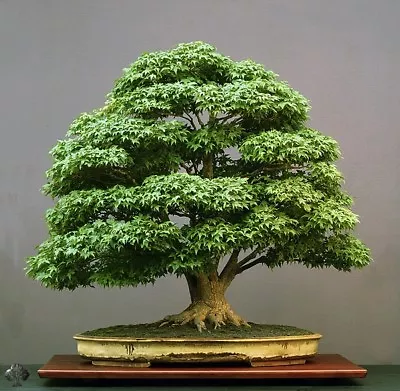 $4.50 • Buy 25 Green Japanese Maple (Acer Palmatum) Seeds Bonsai Maple Tree Hand Picked 2022