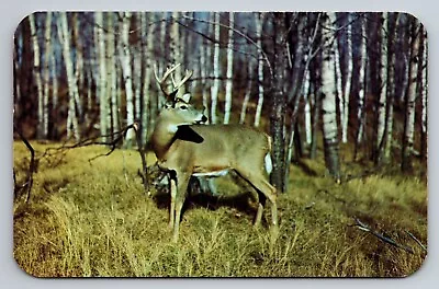 Greetings From Manitowish Waters Wisconsin Vintage Unposted Deer Sensing Danger • $10.50