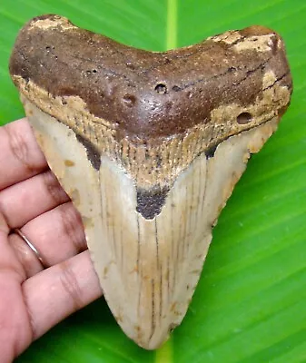 Megalodon Shark Tooth - 4.29 Inches - Shark Teeth Fossil - Natural - Megladone • $105