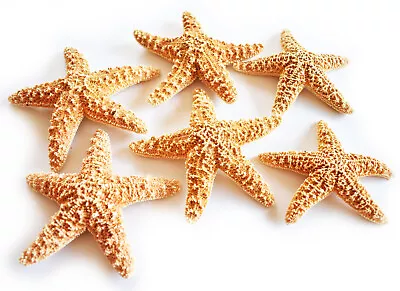 6 Sugar Starfish 5-6  Beach Wedding Decor Nautical Crafts Coastal Art Display • $33.99