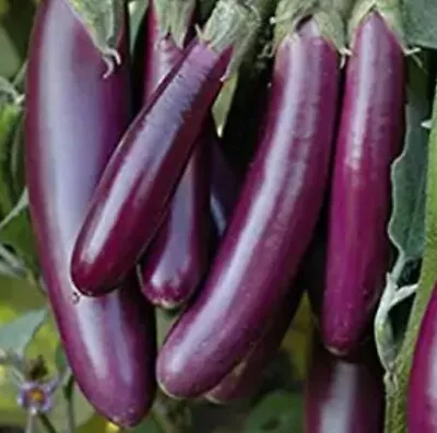 Bangladeshi Hybrid Aubergine-long Purple Vegetable-eggplant Seeds • £2.50