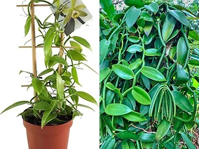 5 Vanilla Planifolia Orchid Plant Species Rooted-Live Cutting Vanilla Bean Plant • $20.99