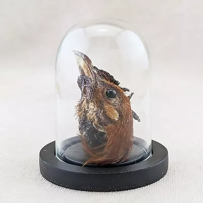 P43d Chicken Rooster Head Mount Glass Dome Display Specimen Collectible Oddity • $24.99