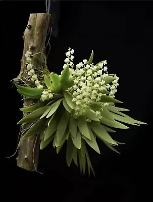 $28 • Buy Ornithocephalus Cochleariformis Species