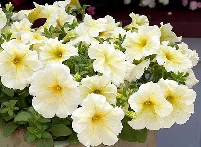 Petunia Prism Sunshine Pelleted Seeds Attracts Butterflies FREE SHIPPING • $2.49