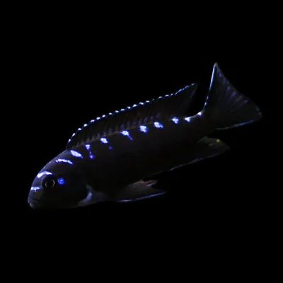 Neon Spot Elongate Mbuna | Male & Female | Chindongo Elongatus | Malawi Cichlid • £32.89