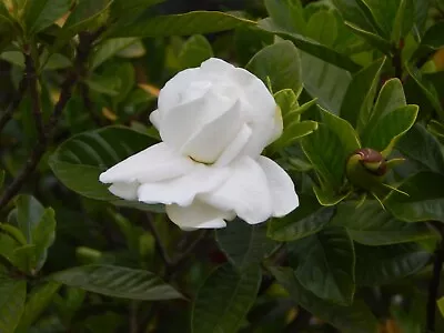 50 Gardenia Jasminoides Seeds Cape Jasmine Seeds Common Gardenia Seeds • £3.90