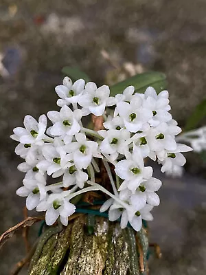 Margelliantha Caffra Miniature Orchid Mounted • $75.65