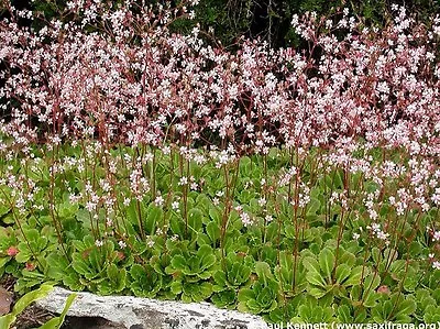 6 X London Pride Offsets Easy To Grow Cottage Garden Alpine Perennial Plants • £7.95