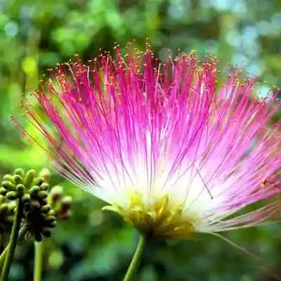 (lot Of 10) Pink Mimosa Fresh Tree Cuttings Unrooted Cuttings 7-8  Honey Bees ❤ • £23.13