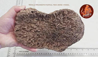 Woolly Mammoth Partial Tibia - Fossil • $275