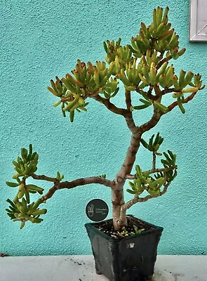 Rare Crassula Ovata Lady Fingers Bonsai Tree 25 Years Old Gollum Jade • $50