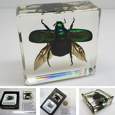 £5.75 • Buy Real Insects Flying Scarab Beetle In Clear Resin  Information Card On Gift Box