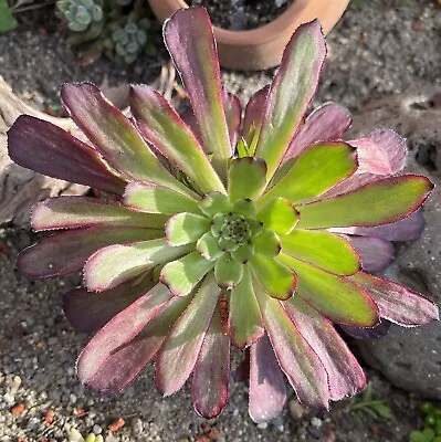 Aeonium Mardi Gras Variegated Single Small Cutting - Stunning Succulent • $10