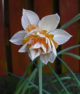 Potted 1 Litre Replete Double Daffodil/narcissus Bulbs Fragrant Spring Perennial • £12.50