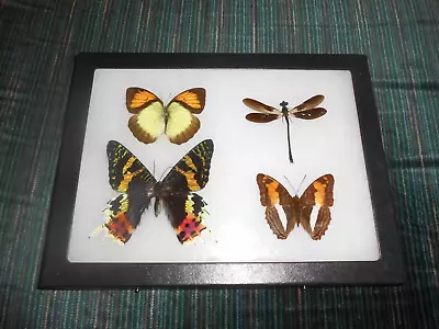 Real Framed Mounted  Butterflies Urania Ripheus Dragonfly In 6x8 Riker  #m20 • $37