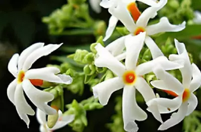 10 Seeds Jasmine Bloom Night (Nyctanthes Arbor-Tristis) • £3.66