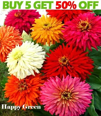 ZINNIA SUPER CACTUS Mixed - 120 Seeds - Zinnia Elegans Chrysantha - Extra Large • £1.99