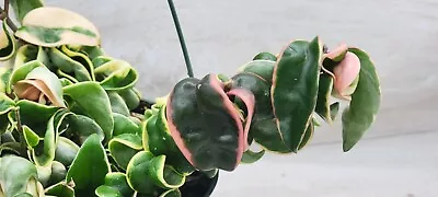 Variegated Hoya Compacta Variegated Hindu Rope Live House Plants In 4 Inch Pot • $23.99