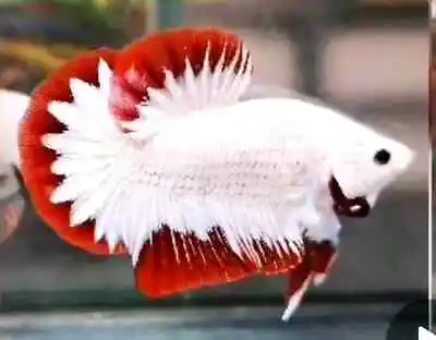 Live Betta Fish Premium Quality Red Snow Plakat Male Bettas - Our Choice-in  USA • $25