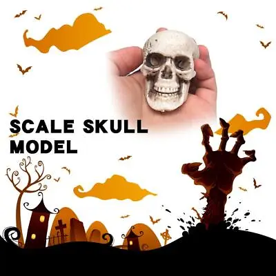 1/6 Scale Skull Model Kits Accessory For Action Figure Custom Set-Up Scene O1M7 • £2.46