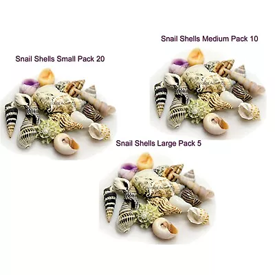 Natural Snail Shells Saltwater Marine Hermit Crab Shells Aquarium Fish Tank  • £9.85