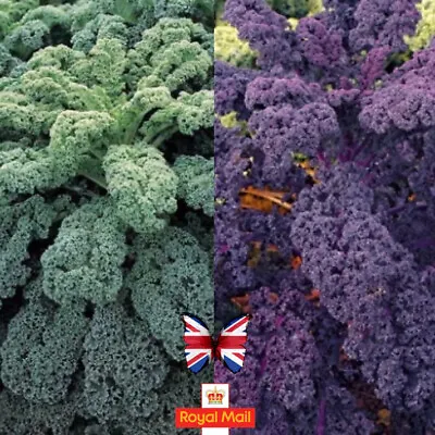 Kale 100 Seeds Curled Mix Red Green • £1.59