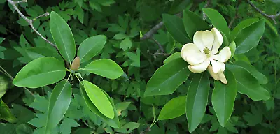 15 SWAMP MAGNOLIA SEEDS ( Sweet Bay Magnolia ) Magnolia Virginiana • $5