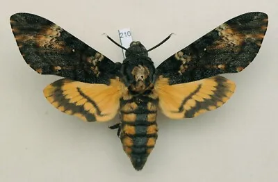 Sphingidae - Acherontia Atropos - Death's-head Hawk-moth - #210 - Female • $21.64