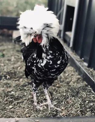 6xWhite Crested Multicoloured Polish Bantam Hatching Eggs 🥚 🐣🐥🐣🥚 • £10.49